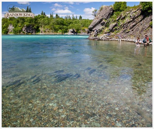 The Sockeye return to the Newhalen River in late June. The fast water of the Newhalen Gorge holds them at a bend in the river that we have private access to, you want to be here for the best sockeye salmon fishing in Alaska!
#onlyatRKL https://goo.gl/zKhsgR