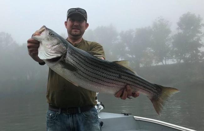 Hello to all!!!

Yesterday was a great day on the Cumberland River as I posted yesterday.  Our biggest fish yesterday was just shy of 40 inches!! 

Well…, today WAS SIMPLY AWESOME! Enjoy the photos (click on each photo!!)! Our “smallest” fish was just shy of 40 inches, with two others well over 40 inches including a 47 inch 40 pound “behemoth” (the 3rd photo) that William Ott from Indianapolis caught that is on the way to Louisville to Sportsman’s Taxidermy!

The Lord blessed us big time today!

Come see me!  931-403-2501   www.striperfun.com

Captain Jim Durham
