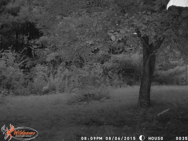 Check the trail cams today and it looks good for deer season.