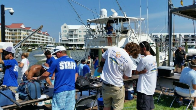 Boats are starting to hit the scales at the 2015 White Marlin Open. 306 boats/crews are chasing $3.87 million in prize money this year. Talk about better than a day at the office! #whitemarlinopen #fishing