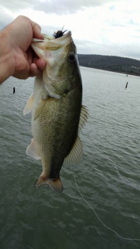First bass outing of the year on Eufaula Lake today. Caught some good keepers. I saw sticks and stumps out of the water that I have not seen in a long time. Keep a close eye out for them my fellow anglers.