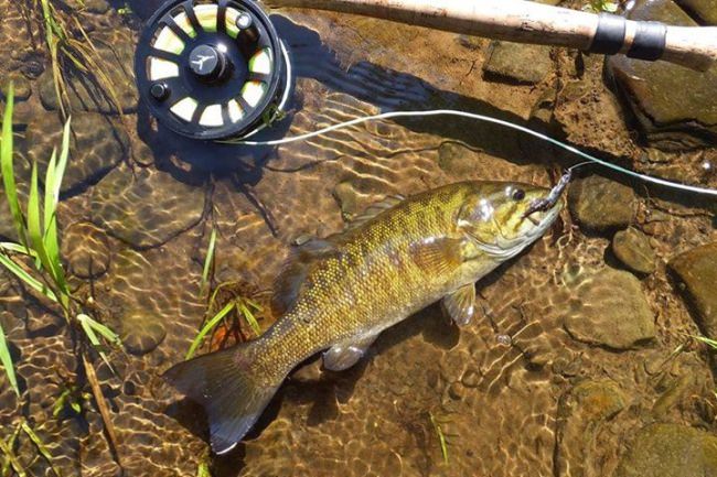 Proof that a season pass at the Douglaston Salmon Run pays off!

http://bit.ly/2dV160y

#Smallmouth | #Trout | #Steelhead | #Fishing | #Adventure