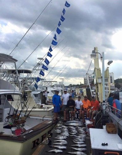 Epic day for Rebel Sportfishing out of Va. Beach! 14 White Marlin,  2-50lb yellowfins,  a limit of tile fish,  and a 8 ft hammerhead. Give Capt. Randy at call to book your charter. 855-400-3993. #Fishing #VABeach #Rebel #Marlin #FinandField