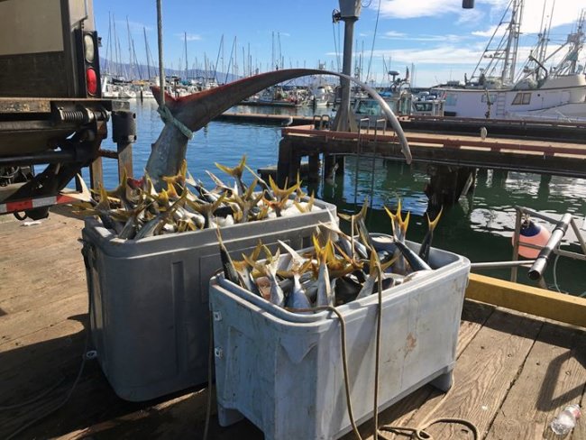 Yellowtail are active in Santa Barbara!  Are YOU catching any?