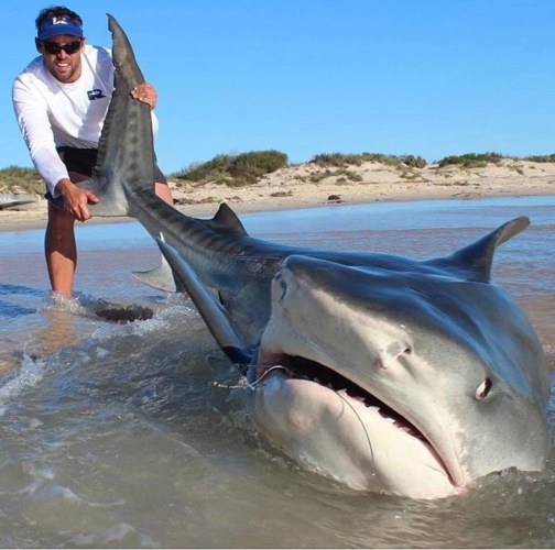 Grab a Tiger by the tail! Would you prefer Josh's Shark or Pat's Trout? #Adventure #Fishing #FinandField