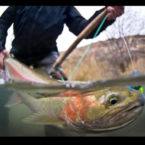 Jake Dodd prepares to release one of the Deschutes River's finest. Photo: Arian Stevens Photography #simmsfishing #forgettheforecast #keepemwet