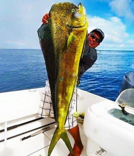 Mahi Monday! What did you catch last weekend? #Fishing #DreamBig2016 #GuyHarvey #Adventure #FinandField
