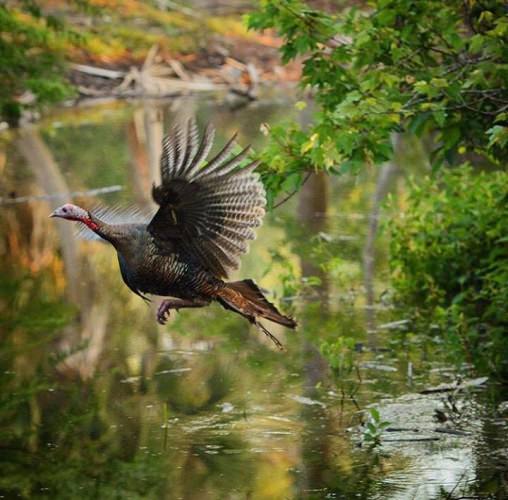 Clear for take off! Let Fin & Field help you find the best hunting guides. 

#Hunting | #Turkey | #USA | #FinandField | #MossyOak
