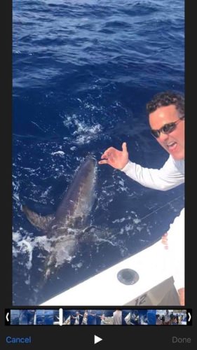 Swordfishing has been good lately and Bouncer's Dusky 33 (http://bit.ly/2nItMhH) couldn't wait to get in on the action.