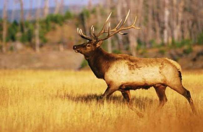 Good luck to all the bow hunters enjoying opening day. #Elk #Hunting #Bow #Archery #Oregon #Colorado #FinandField