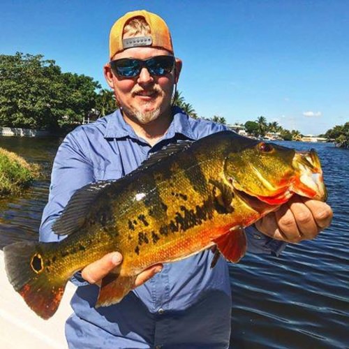 Who is looking for some Peacock Bass? We can hook you up. Visit www.finandfield.com

#Fishing | #PeacockBass | #Florida | #SouthFloridaBassChaters | #FinandField