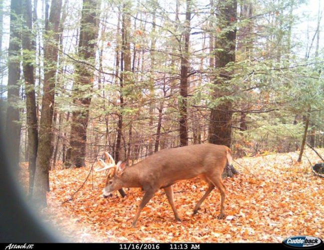 With firearms seasons opening across much of the region, rutting bucks could be falling with greater frequency in the days ahead. This report came in from Len Kahle at Hunting Western Massachusetts  (https://www.facebook.com/huntingwesternmass/)
“Last week I'd say the rut was pretty heavy into chasing phase. This week is gun season in MA, hopefully the orange army can catch some of that action, before the dreaded lockdown. On an optimistic note, the rut does seem a little stretched out this year. Looks like we may finally get some snow this week, and you can definitely find the bucks out freshening their scrapes after a storm. Also, expect the bigger bucks to be cruising the tops of ridge lines, scent-checking for does above scrape lines and travel corridors. Here’s a pic of a solid buck out cruising during shooting hours. It definitely pays to be in the stand every minute you can right now.” —Scott Bestul, whitetails editor #RutReporters2016