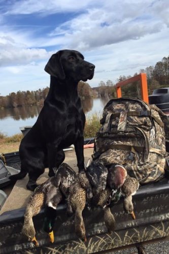 Tex owned by Logan Lucas!! This morning from Santee SC.