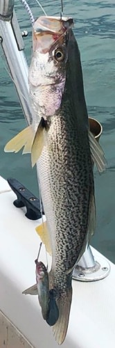 Capt. Tim ran a afternoon trip for me with the Fratto family. They fished for less than two hours before getting chased in by the heavy rain.  But, in that short time to fish, they caught about 40 fish including the 16' weak fish pictured which was released, along with 12 fluke , sea robin, and lots of sea bass.

Today, I had the Presley bachelor party group out for a early morning trip.  The wind kept us out of the ocean, but we caught over 70 fish including kings, sea robin, striper, sea bass, sand shark, banded rudder fish, and fluke. Pictured are the rudder fish, the striper, and a 17 3/4' fluke.  All fish were released, and Riptide B&T squid cut from tubes was the hot bait.