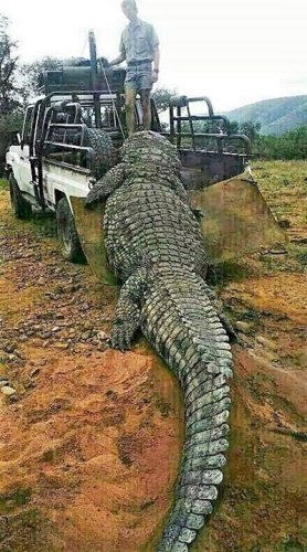 Is this beast real? Rumored to be 29.5 feet - 2204# in Kariba. #Monster #Dinosaur #Adventure #FinandField