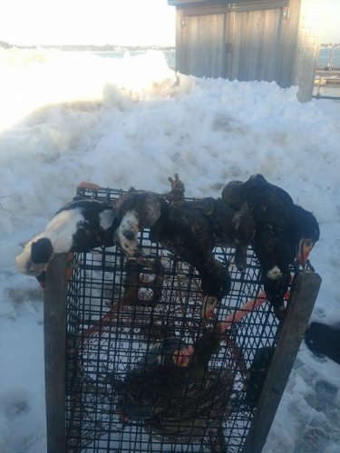 Another great day seaduckin in Maine