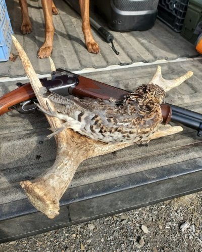 Found two more moose sheds and lots of grouse even in the heat today. #mainegrousehunting #maineguide #projectupland #rgs #ruffgrouse #upland #beretta #viszla #grousedogs #gsp