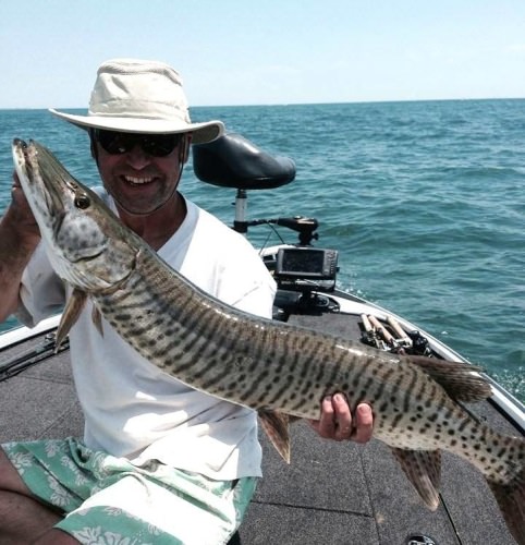 Nice Tiger Musky! Send your photos to myadventures@finandfield.com #Fishing #Adventure #FinandField