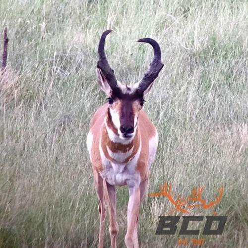 Big Chino Guide Service, LLC. wants to know if you would take the shot? 

http://bit.ly/2nrJvhm

Till Death Do Us Part | Daniel Lee Martin | Julie Mcqueen | #TillDeathAdventureSeries | #Endorsed | #Hunting | #Antelope | Arizona