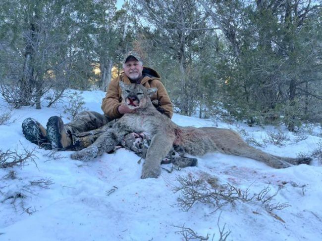 This hunter got a Big Tom with Cat Track Outfitters (Mountain Lion Hunting in Colorado) in #CO. #Hunting #MountainLion #CatTracks #FinandField