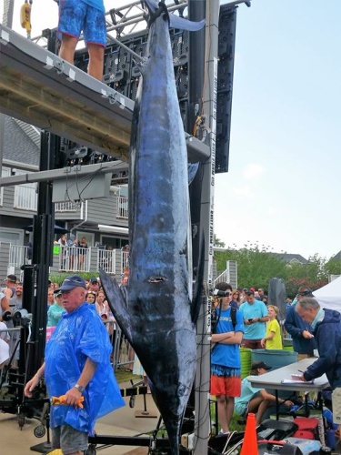 Haulin n Ballin's 465.5 pound Blue Marlin!  #WMO #FinandField