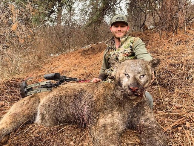 Look at the head on this big cat! 
Successful bow hunt with Blouder Creek Outfitters in Idaho.