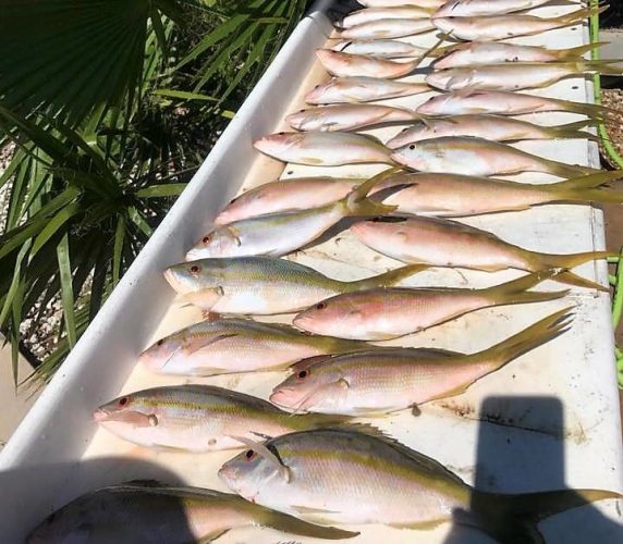 5 STAR Sportfishing Charters | #FinandField | #Adventure | #USA | #MakeMemories | #Fishing | #Hunting