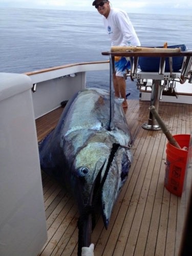 Grander in Kona.  Big Blue Marlin tipping the scales at 1226.5. Well done Capt Chip and Luna. #Fishing #Kona #BlueMarlin #FinandField