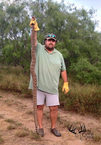 Snakes seem to popular lately. BIG Rattler! #WatchWhereYouStep #Hunting #Adventure #FinandField