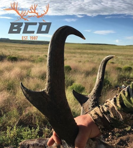 It's not every day that a trophy antelope like this comes to hand, congrats to the archer and congrats to Big Chino Guide Service, LLC. for another successful hunt! http://bit.ly/2nrJvhm

Till Death Do Us Part | #TillDeathAdventureSeries | #Endorsed | #HuntWithTheBest
