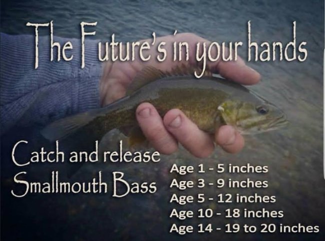 In both the Susquehanna and Juniata Rivers these are wild fish!