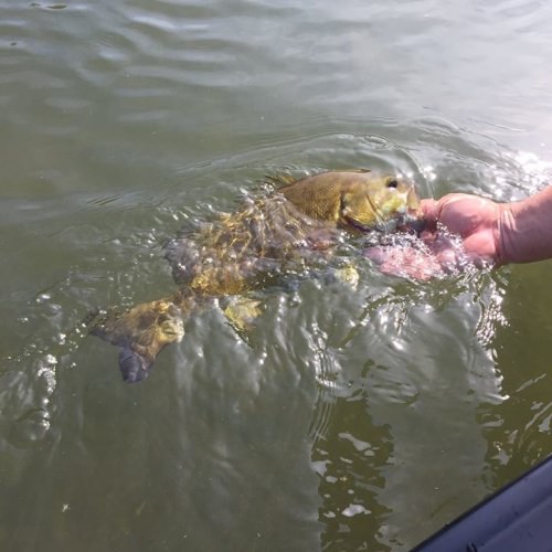 We have had a great spring and the summer fishing is going to be even better!  Top- water, streamers, and summer time smallmouth a perfect combination! Now is the time to lock in your summer smallie dates! Give us a call and we will get you on the water.