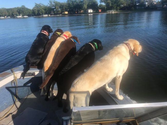 How many dogs make a boatload?
