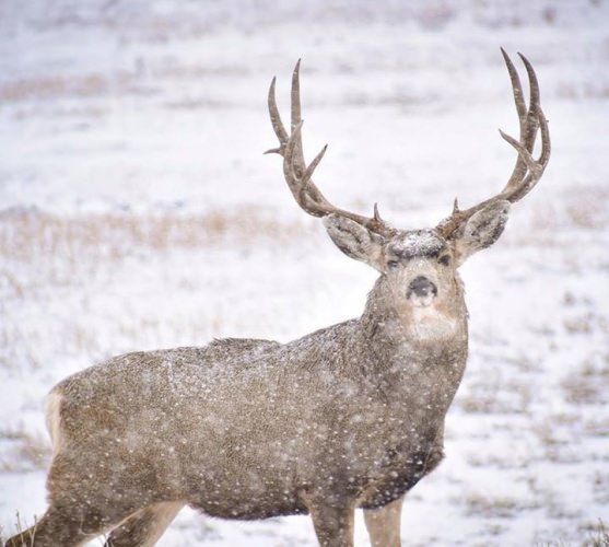 I see you! Big beat at Vermejo Park Ranch. #Hunting #Snow #FinandField