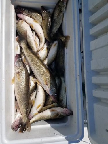 Jim and Penny hosted a couples day on the lake today aboard the Foxy Lady.  The group did a great job catching a boat limit of walleye by casting and bottom bouncing. The ladies won today!