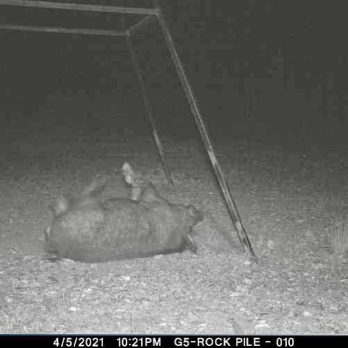 Ben made a great shot on his first hog! #redblufflodge #scnighthoghunting #oneshotonekill