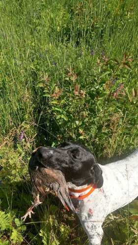 No fishing clients today so go the dogs out and did some work with them.