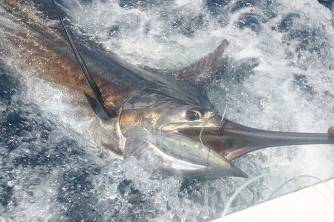 Gecko Sportfishing has your ticket to offshore fishing adventures in Ocracoke, North Carolina.

Pictures like this speak for themselves! 877-563-3498

#Fishing | #Adventure | #FinAndField