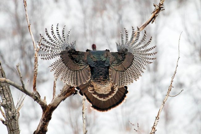 Have you ever seen a Turkey in full flight? #Wow #FinandField #OutdoorAdventures #Turkey