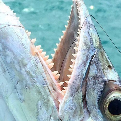 That is a mouthful! #UAFish #Fishing #Adventure #FinandField