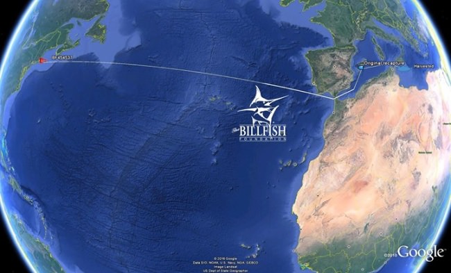 Bluefin Tuna tagged over 1800 days and 3500 miles later! 

#TBF | #TagBrag | #Conservation | #Tuna | #FinandField