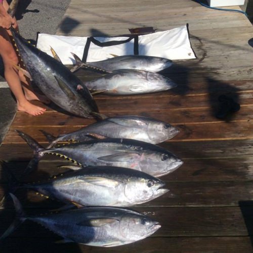 Time to fill the freezer for winter. Check out Husevo and other top charters in #OceanCity. Find them on www.finandfield.com/destinations #Tuna #Fishing #Adventure #FinandField