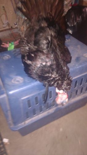 Shawn got it done this evening with the Bowtech. 9 inch beard 1 inch Spurs 20 pounds. I think we got it on film for Maine Hunters TV.