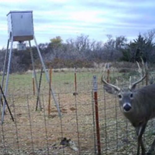 Here’s a little before and after from one of our ALL SEASONS FEEDERS® clients! 
.
.
#field2feast #organic #allseasonsfeeders #makingmemories #eatlocal #deer #hunting #oklahoma