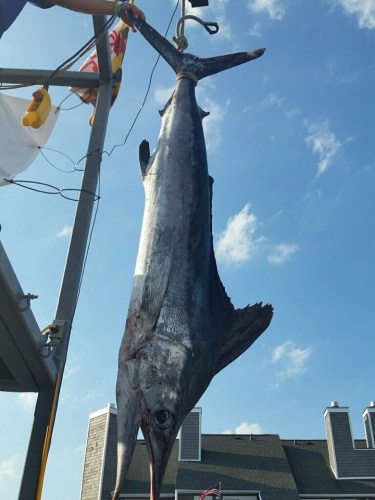 Current 1st place white marlin. At 94lbs it's the 3 largest ever weighed at the White Marlin Open. Worth $1.3m right now!#fishing