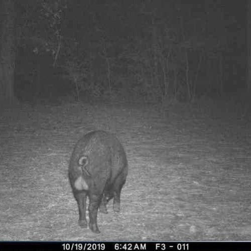 I’m ready to get my hands on these three! #redblufflodge #scdeerhunting #schoghunting @ Red Bluff Lodge