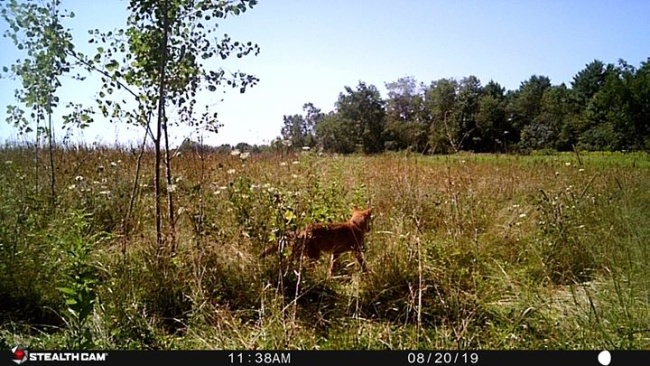 Checked the rest of the trail cameras today 3 more bucks and a coyote. Think I need to take up coyote hunting this winter.