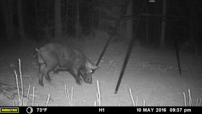 The hogs are here!  Where are you?☠🐗