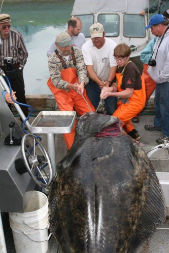 Can this be real? That Halibut is huge! #DreamBig2016 #Fishing #Adventure #FinandField