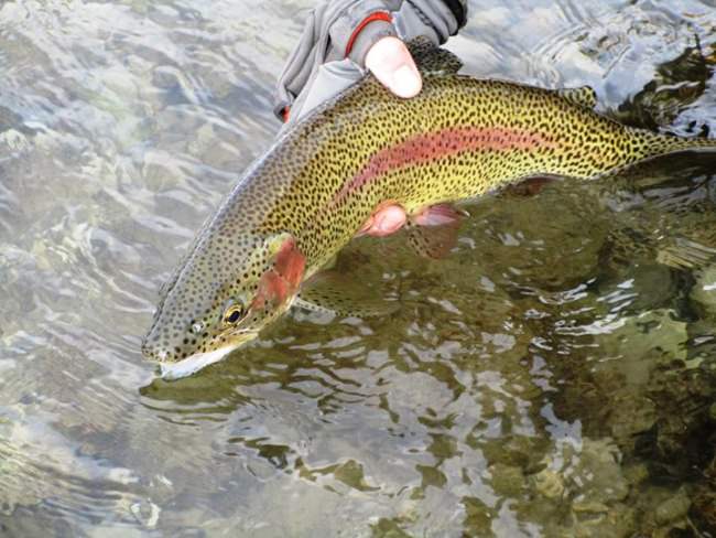 Check out the latest update from North Fork Anglers (http://bit.ly/2lXi5PV) out of Cody, Wyoming. 

"The trout are eating flies like candy right now on the lower Shoshone River. The weather has certainly been conducive for fly fishers with temperatures in the high 30's this week. We hope you have been enjoying the fly fishing and look forward to a somewhat pleasant weather window for the weekend.

Fly tying classes continue. As always, we have fun in these tying classes. You should join the fun. We have two fly tying classes for different skill sets, or if you want to tie certain fly patterns over another.

We are looking ahead to March and April, when the Skwalla's and March Browns emerge and become a major early spring food source for our wild trout in NW Wyoming. Due to that, we have a special guest fly tyer for January 20 to demonstrate the preferred Skwalla nymph and adult dry fly for local waters and also for Montana's Missouri, Clark Fork and Bitterroot River systems.

Come join us this Saturday. For all those that shopped North Fork Anglers this week, we hope you get to use those new waders, new fly rods, new fly reels and the new fly patterns for 2018 that are now in stock at the best fly shop by a dam site!!

Fish often, fish hard and kiss and release."